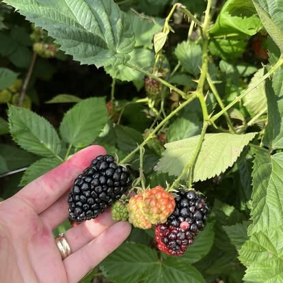 Fresh blackberries still on the vine