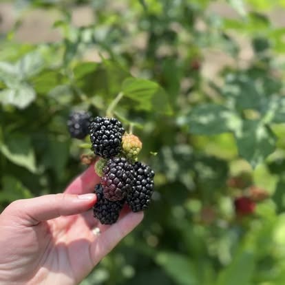 A single fresh blackberry straight off the vine