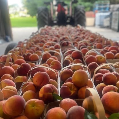 A wagon load of fresh-picked peaches at Hagen Family Orchard