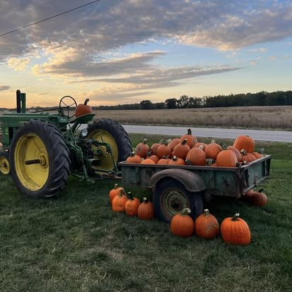 Trailers of just-picked pumpkins