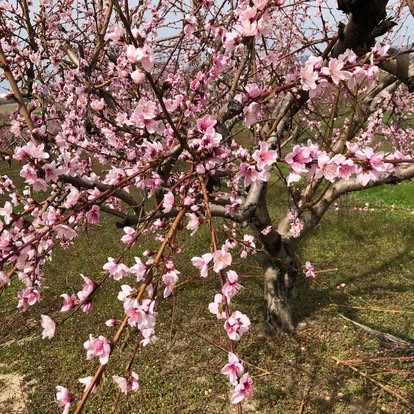 Peach blossoms on the trees in spring