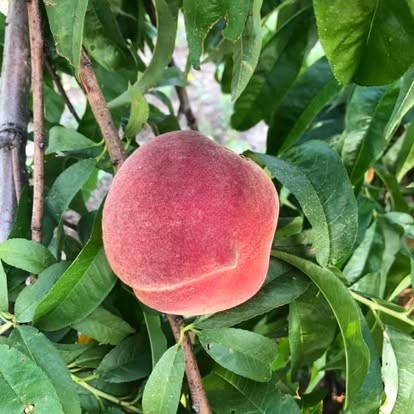 Peaches ripening on the tree