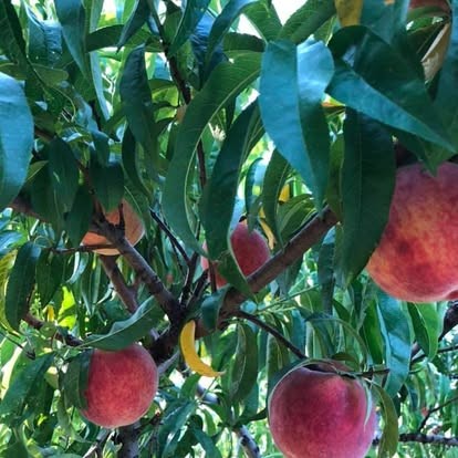 Ripe peaches still on the tree at Hagen Family Orchard, ready to be picked