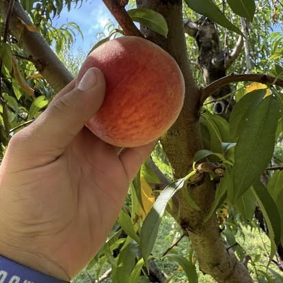 A ripe peach being picked from the tree at Hagen Family Orchard