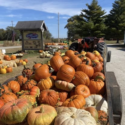 A trailer full of fresh-picked pumpkins